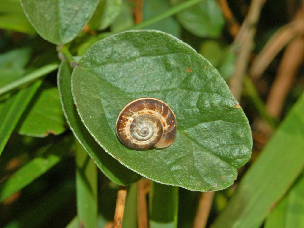 Cepaea nemoralis?